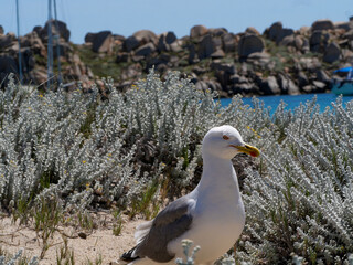 Corse - Île Lavezzi