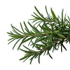 Fresh rosemary sprigs against a stark black background evoking culinary on transparent background