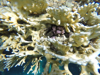 millepora dichotoma hydrozoan hard reef builder that is capable of making calcium shell