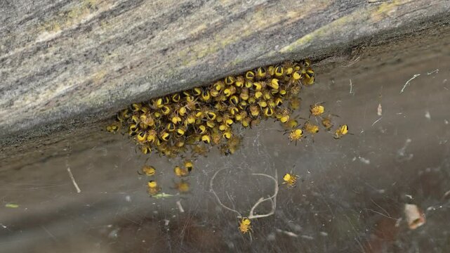 Macro video of a cluster of baby spiders (spiderlings) on a web. Newly hatched garden spiders (likely Araneus diadematus) move slightly while staying grouped together. The yellow and black spiderlings