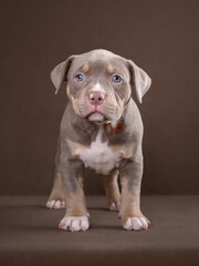 Cute adorable american bully puppy on isolated background looking at camera