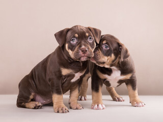 Cute adorable american bully puppies on isolated background