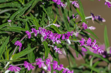 Fototapeta premium Salvia leucantha, the Mexican bush sage, is a herbaceous perennial plant that is native to subtropical and tropical conifer forests in central and eastern Mexico. 