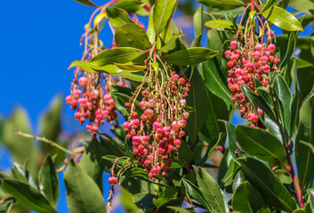 Arbutus unedo, commonly known as strawberry tree, also called madrone, is an evergreen shrub or small tree in the family Ericaceae.