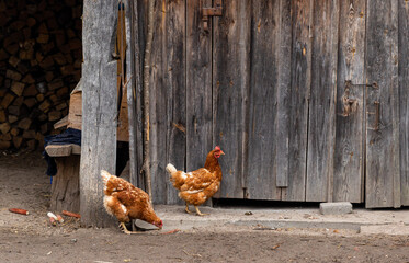 Two brown chickens with white feathers pecking at the dirt in front of a rustic wooden barn, surrounded by chopped wood and scattered objects