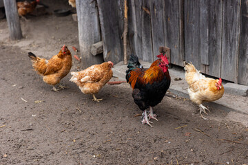 A group of chickens are standing in a field
