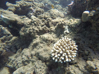 acropora humilis scleractinian coral of hexacorallia anthozoa © Michaela Holubová
