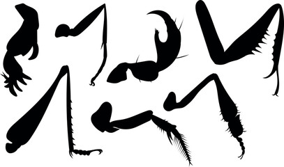 Set of black silhouettes of different types of insect legs (cursorial, saltatorial, scansorial, fossorial, raptorial, foragial, natatorial) for biology lessons