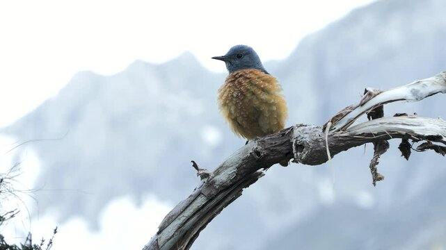 Monticola saxatilis, redstart codirossone	