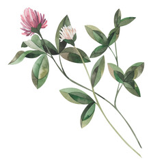 Watercolor hand-drawn summer blooming wildflower (clover). Aquarelle field flowers