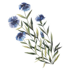 Watercolor hand-drawn summer blooming wildflower (cornflower). Yellow aquarelle field flowers