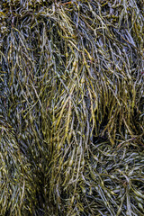 Seaweed marine algae at the beach in closeup