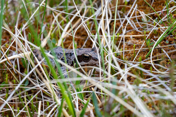 Moor frog, close-up, Trillemarka-Rollagsfjell, Norway