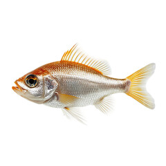 Obraz premium A close-up shot showcases a vibrant fish, highlighting its radiant orange and silver scales, sharp details. The image is a tribute to the marine world, portraying a fascinating marine life.