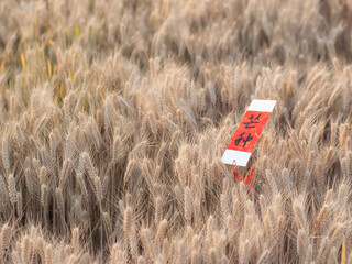 Golden wheat fields in summer during Grain in Ear solar term