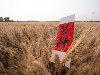Golden wheat fields in summer during Grain in Ear solar term