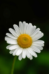 Fototapeta premium Jastrun właściwy (Leucanthemum vulgare Lam.)