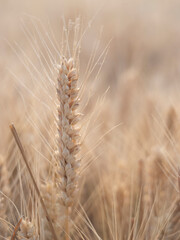 Fototapeta premium Golden wheat fields in summer during Grain in Ear solar term