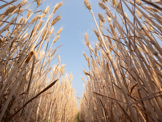 Golden wheat fields in summer during Grain in Ear solar term