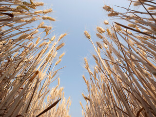Golden wheat fields in summer during Grain in Ear solar term