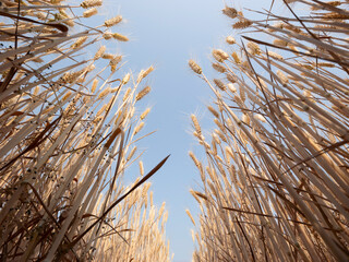 Golden wheat fields in summer during Grain in Ear solar term