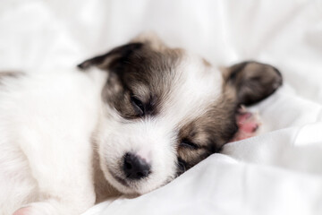 puppy sleeping on blanket with muzzle on bear soft toy.adorable animal lying on floor, on carpet with paw under head. tired baby, domestic pet, inside home.close up of dog paws