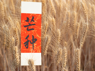 Golden wheat fields in summer during Grain in Ear solar term