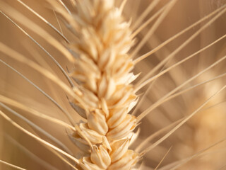 Golden wheat fields in summer during Grain in Ear solar term