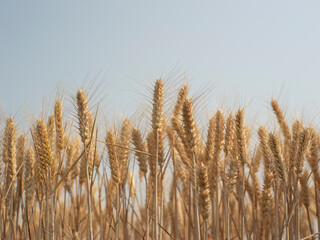 Golden wheat fields in summer during Grain in Ear solar term