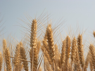 Golden wheat fields in summer during Grain in Ear solar term