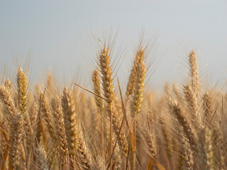 Fototapeta premium Golden wheat fields in summer during Grain in Ear solar term