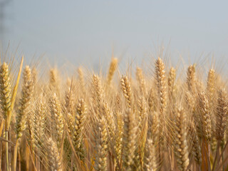 Golden wheat fields in summer during Grain in Ear solar term