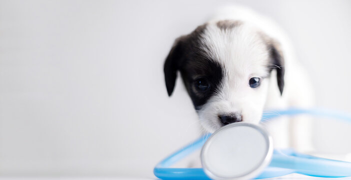 puppy in veterinarian clinic with stethoscope on neck.little dog biting ear tips,tube.animal head in doctor hand in surgical glove.pet on table with sad eyes. medical assistant listening animal lungs.