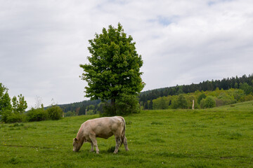 Cow Grazing on a Green Meadow in European Countryside