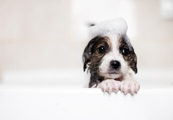 owner baths a cute puppy in sink in bathroom.woman is washing with shampoo little baby dog. foam on pet head.wet domestic animal is getting clean, water flows from tap.dog is shivering from the cold.