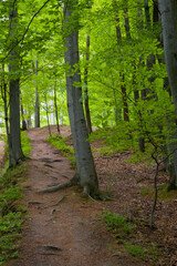 Trail to Poustevnikuv Kamen: Forest Path near Hejnice, Czech Republic