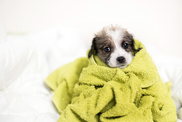 puppy wrapped in towel sitting on bed after taking a bath.clean baby dog is playing and yawning.sleepy domestic pet with head on blanket closing eyes.animal having wet fur. portrait,close up