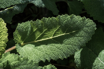 Texture of a leaf of sage variety