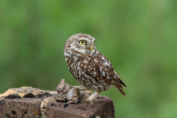 Little owl (Athene noctua) eating a mouse in the meadows in the Netherlands with a green background