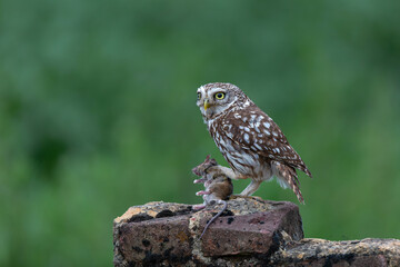 Little owl (Athene noctua) eating a mouse in the meadows in the Netherlands with a green background