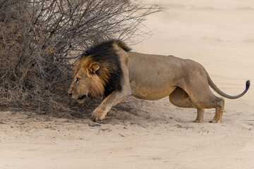 Lion (Panthera leo) hanging around in the sand of the Kalahari Desert. This dominant male lion was protecting his prey in the Kgalagadi Transfrontier Park in South Africa.