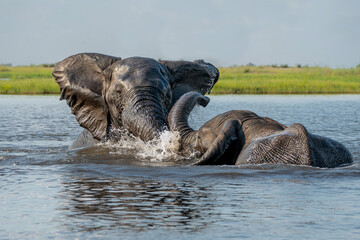 Close encounter with bull elephants from a boat. African elephant bulls playing  in the water of the Chobe River between Botswana and Namibia in the green season.