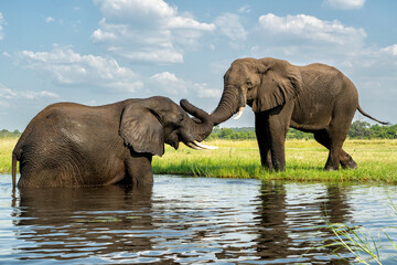 Close encounter with bull elephants from a boat. African elephant bulls playing  in the water of the Chobe River between Botswana and Namibia in the green season.