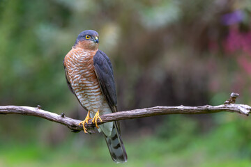 Eurasian Sparrow hawk (Accipiter nisus) taking a bath in the forest in the Netherlands.        