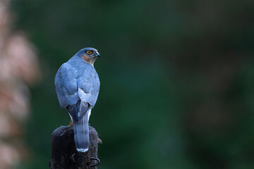 Eurasian Sparrow hawk (Accipiter nisus) taking a bath in the forest in the Netherlands.        