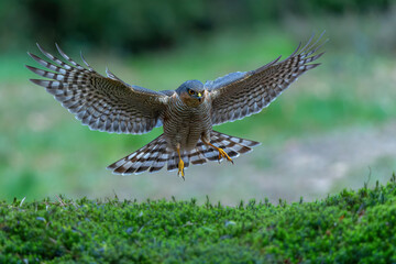 Eurasian Sparrow hawk (Accipiter nisus) flying in the forest in the Netherlands.   