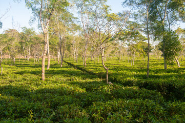 Scenic View of Green Tea Plantation in Sylhet, Bangladesh