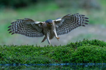 Eurasian Sparrow hawk (Accipiter nisus) flying in the forest in the Netherlands.   