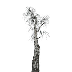 Fototapeta premium A solitary birch tree stands stark against the darkness symbolizing on transparent background