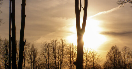 Bright sun flare cutting through bare trees at sunset.